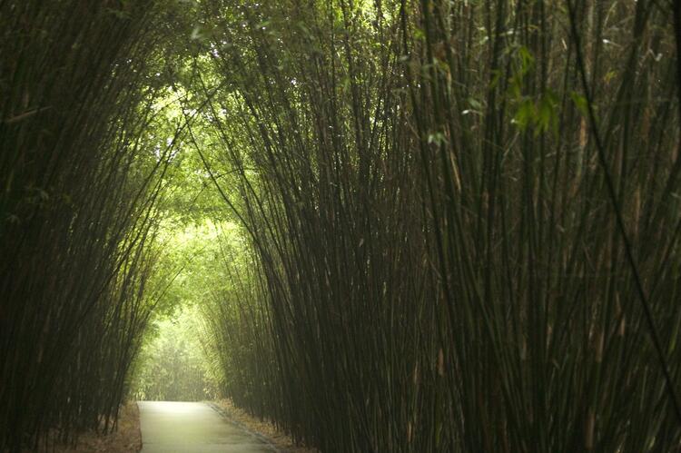 bamboo tunnel