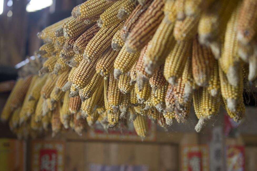 Drying corn cobs in barn